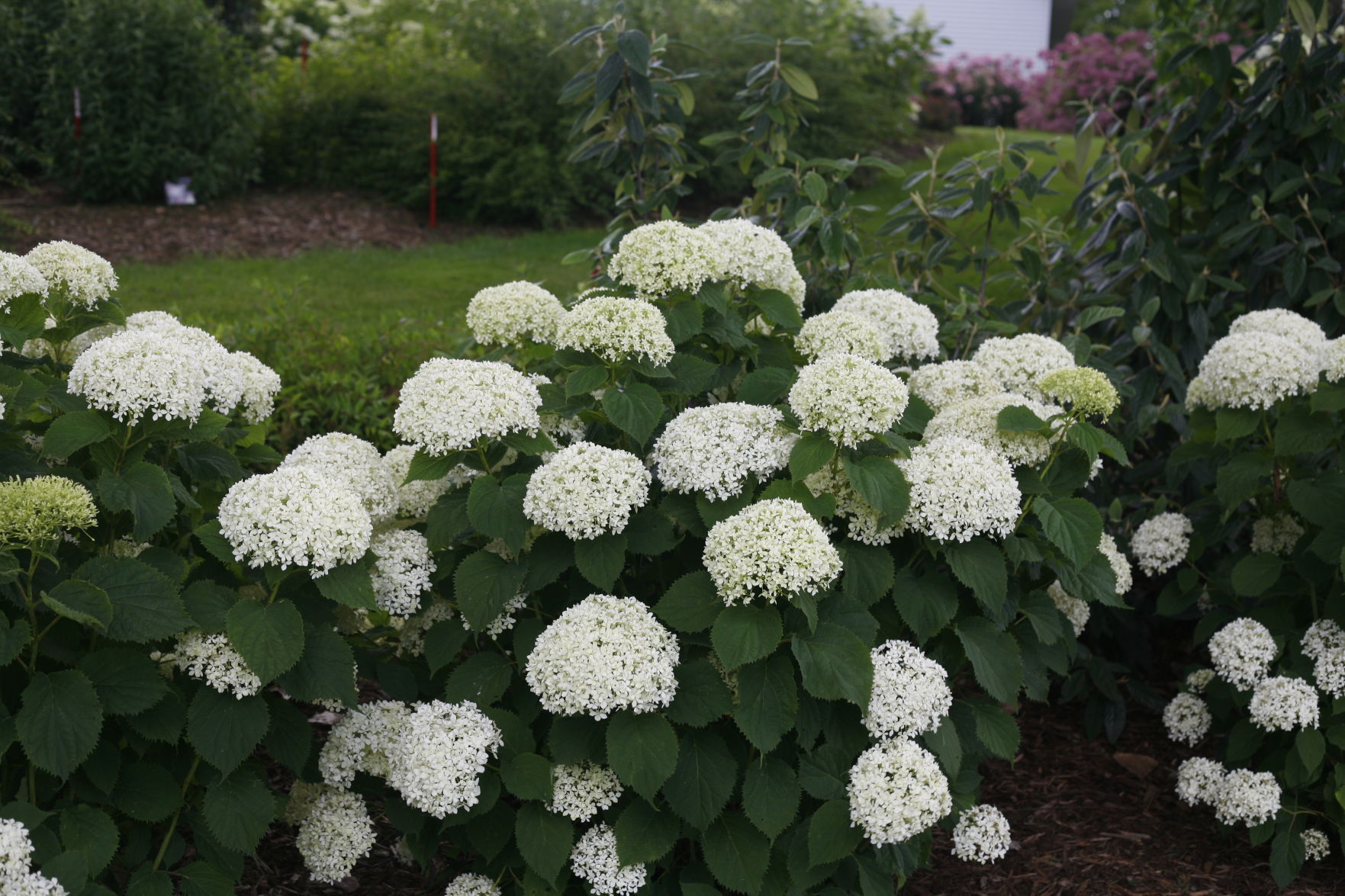 invincibelle_limetta_hydrangea_arborescens PW.jpg